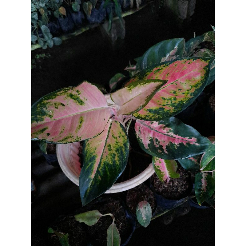 Aglaonema pink kochin