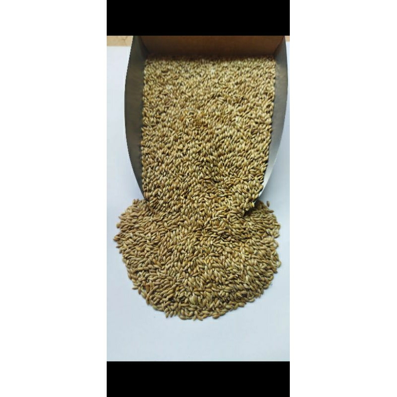 CANARY SEED