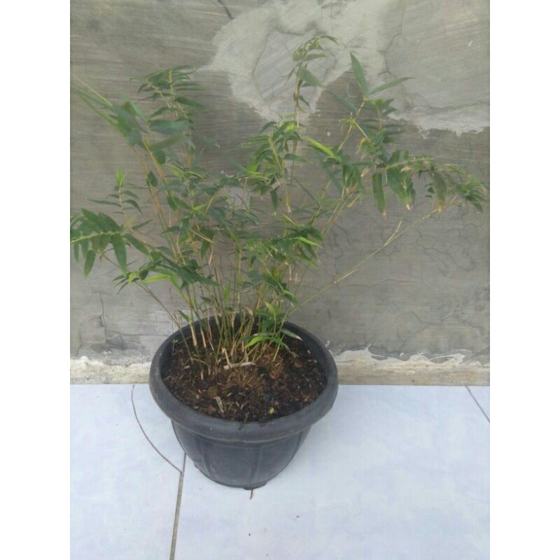 bibit,bambu,mini,cina