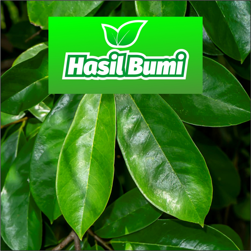 

DAUN SIRSAK SEGAR ORGANIK OBAT HERBAL ALAMI 100 LEMBAR