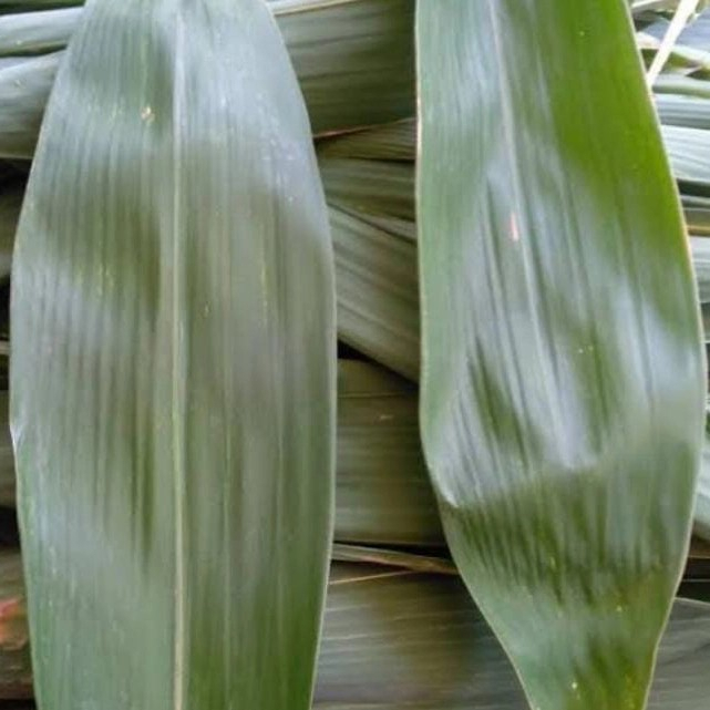 

DAUM BAMBU daun daaun bambuu