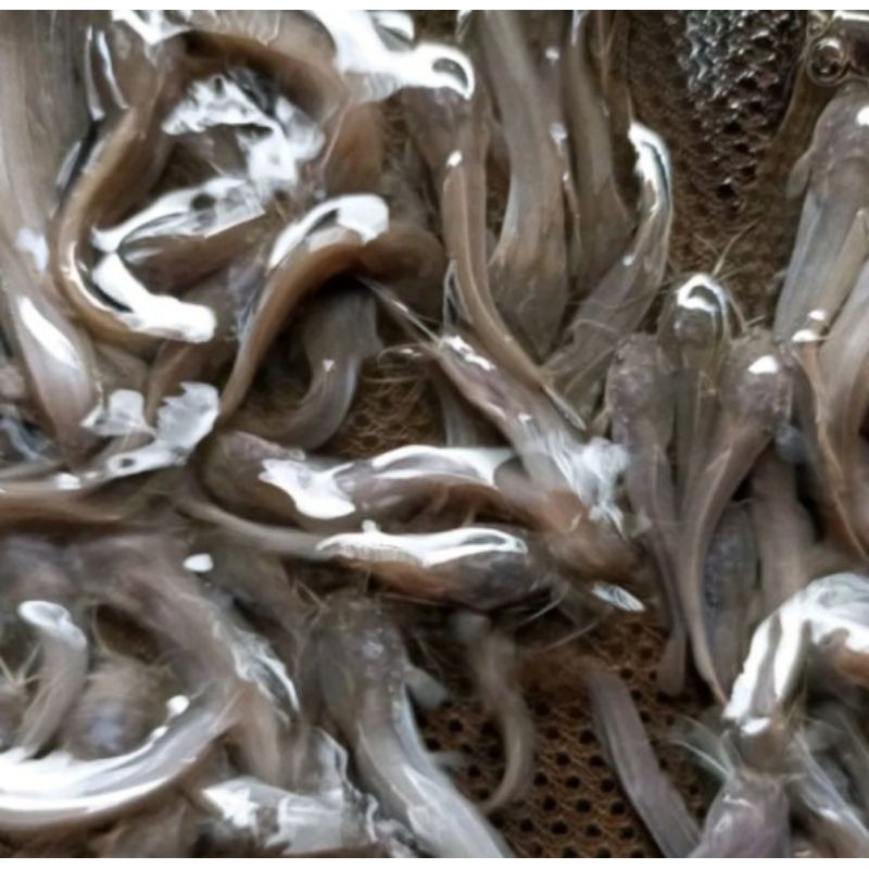 bibit lele ukur 5-6 cm/pakan predator 1 kantong 10 ekor untuk menjaga keselamatan sampai tujuan