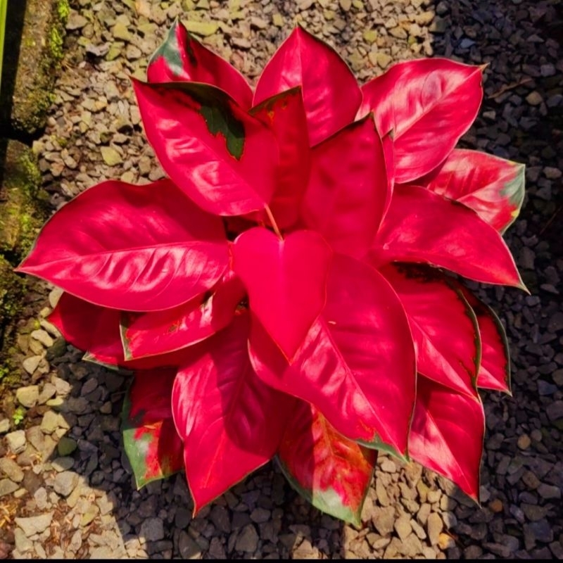 Aglonema Suksom Jaipong Kulture (Tanaman hias aglaonema Suksom Jaipong Kulture) - tanaman hias hidup - bunga hidup - bunga aglonema - aglaonema merah - aglonema merah - aglaonema murah - aglonema murah