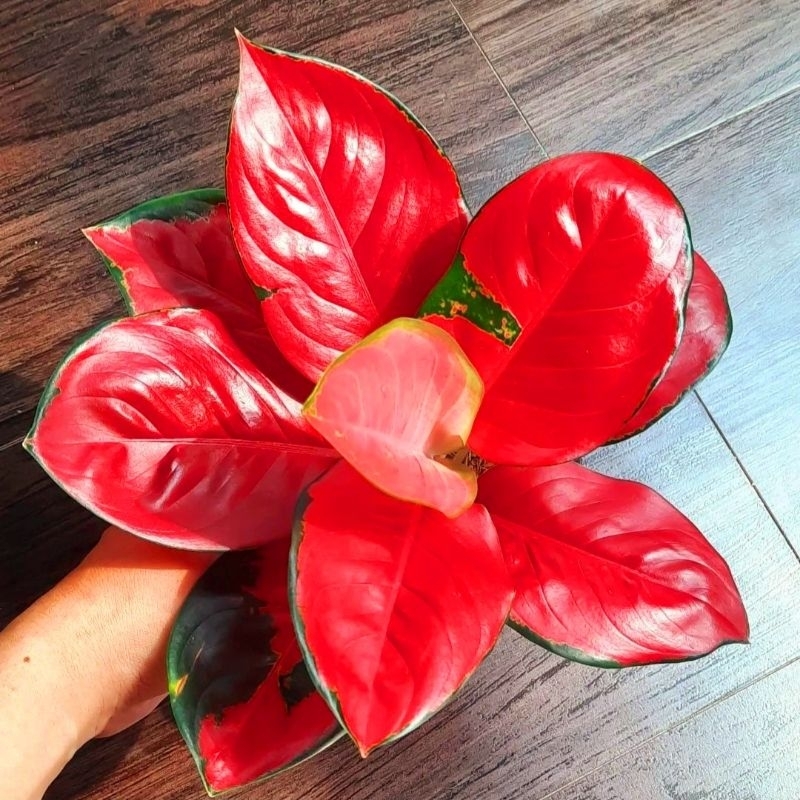 Aglaonema Suksom Jaipong / Aglonema Suksom Jaipong Remaja florist nursery / Aglonema Suksom Jaipong 
