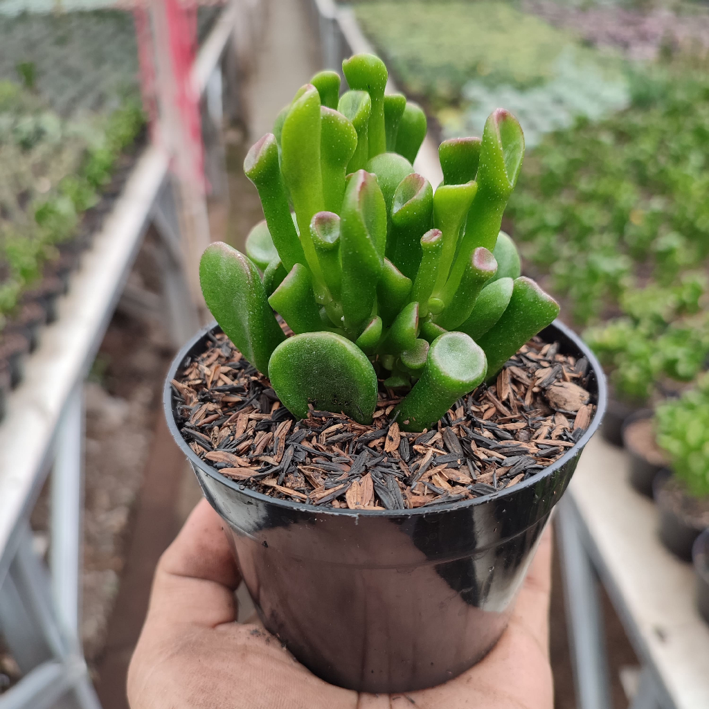 Crassula Ovata Gollum | D10cm