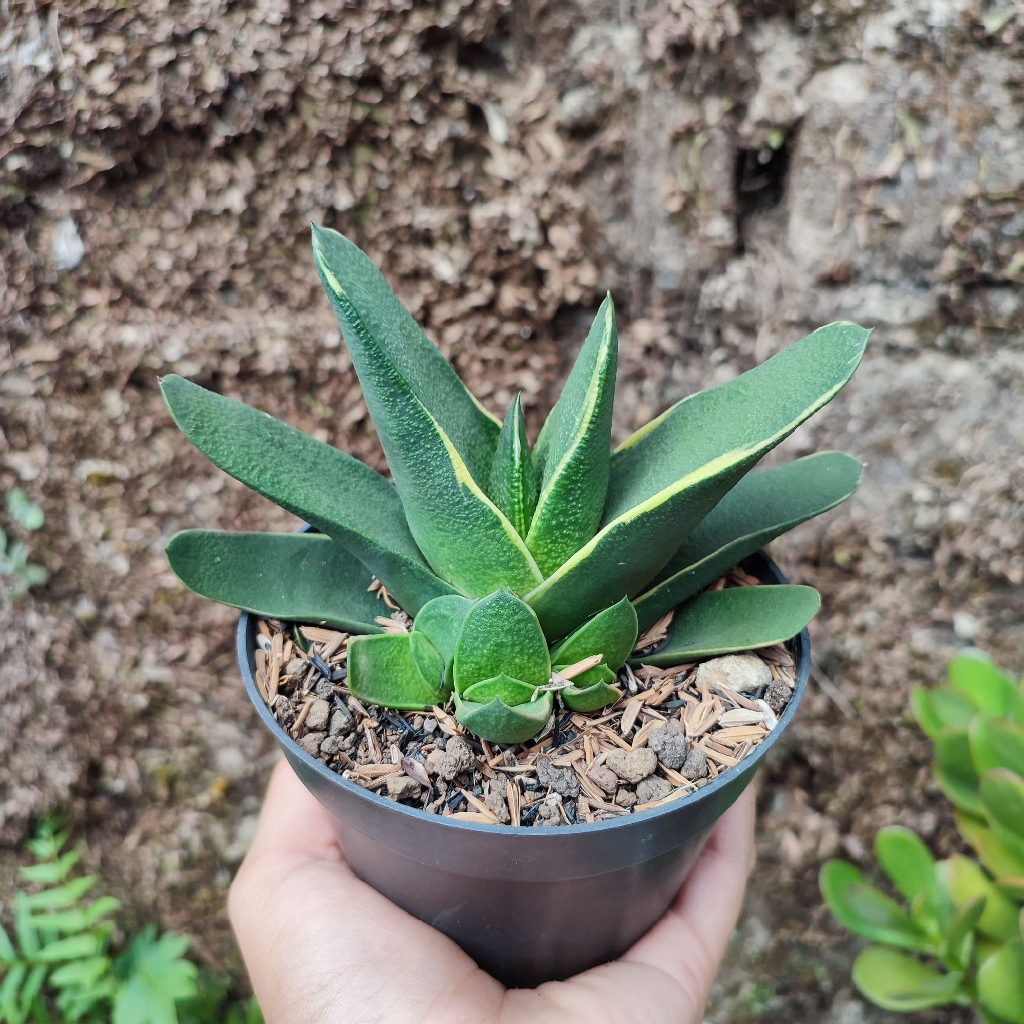 Gasteria Variegated 1 | D 10 Cm |  Sukulen