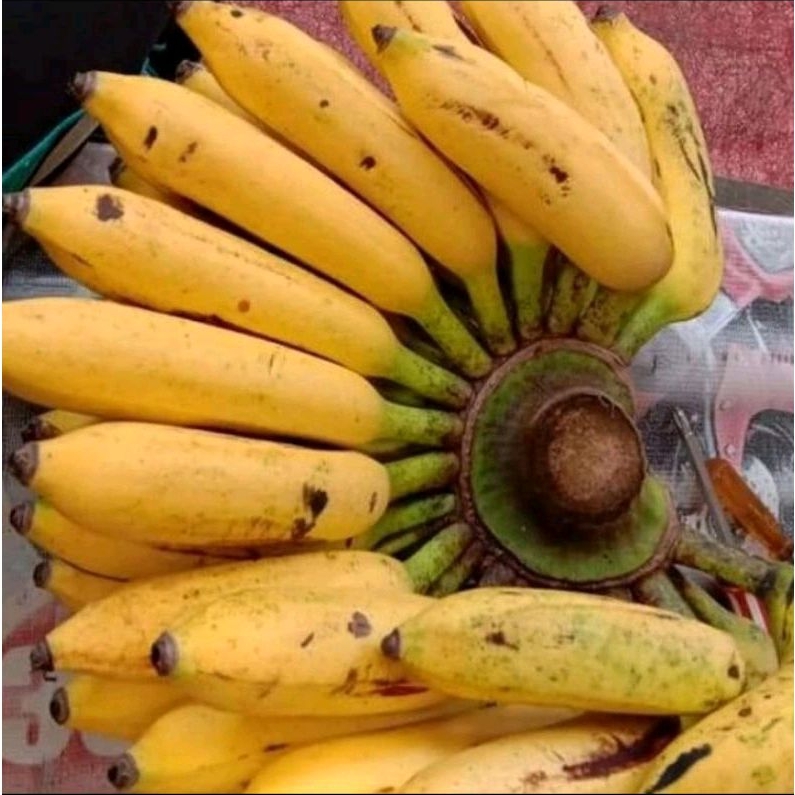 

Buah Pisang Uli / Per 1 Sisir