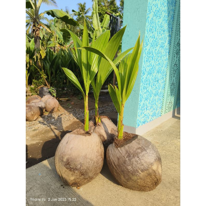 Bibit kelapa Genjah Entok Kebumen