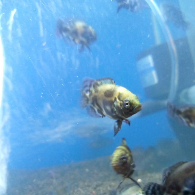 ikan oscar black tiger