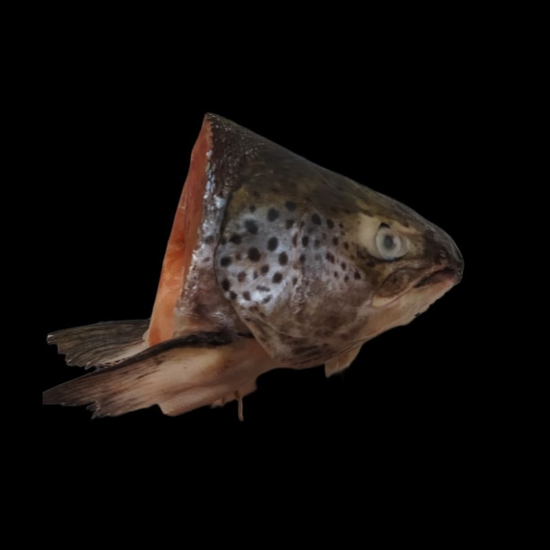 

Kepala Salmon Frozen