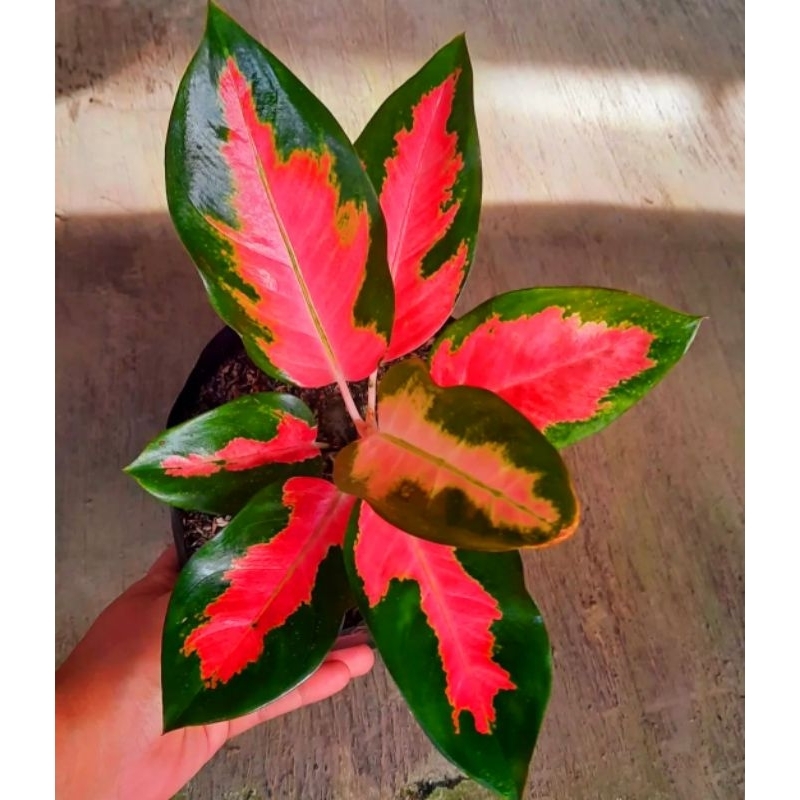 Aglonema Khocin Hybrid Kulture Tanaman Hias Bunga Aglaonema Murah Merah BUKAN bonggol bibit - tanaman hias hidup - bunga hidup - bunga aglonema - aglaonema merah - aglonema merah - aglonema murah - aglaonema murah