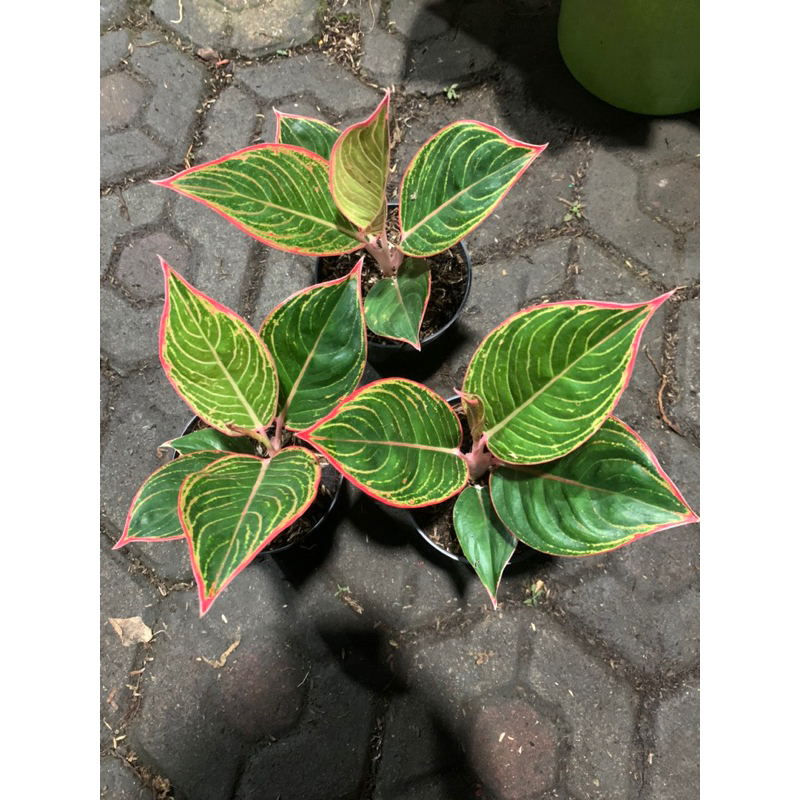 AGLONEMA LIPSTIK PETERPAN