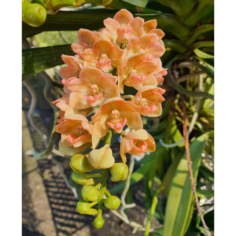 Anggrek Gigantea Orange
