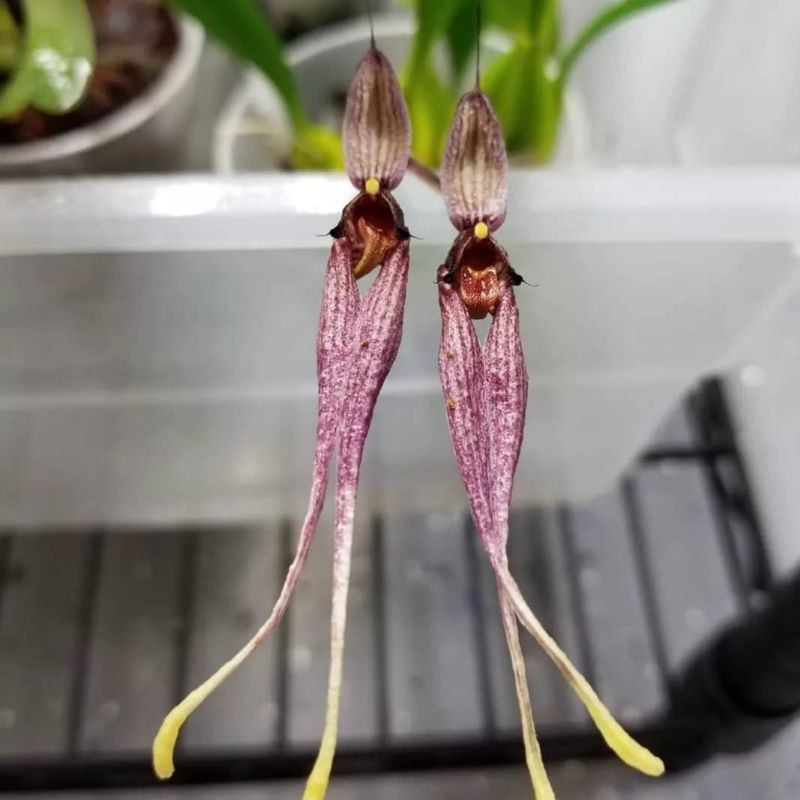 paket 2 bulbopyllum biflorum /anggrek/Orchid/bunga/garden/tanaman