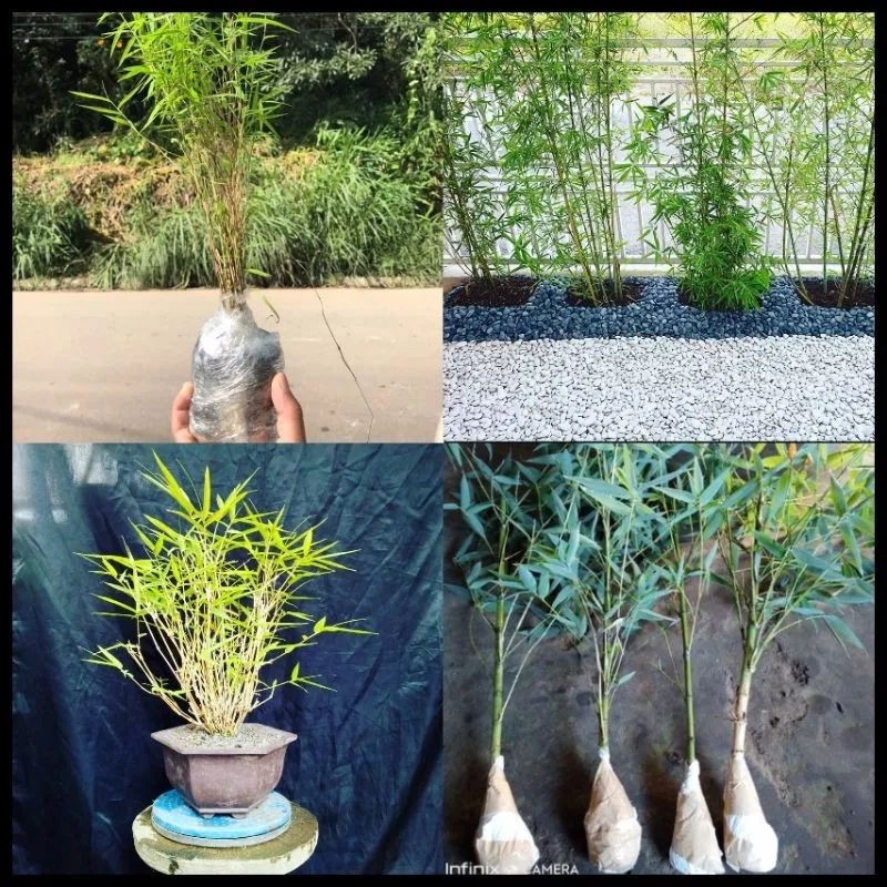 Tanaman Hias Bambu Kuning Mini / Bambu Jepang