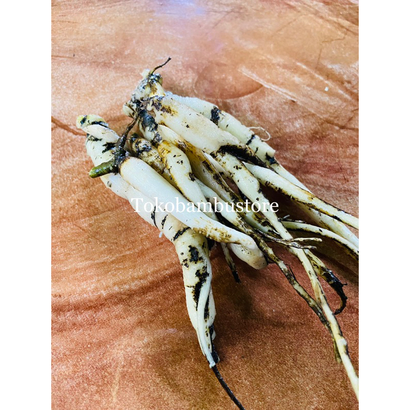 Ginseng jawa segar super herbal ginseng jawa