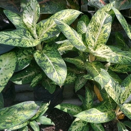 Tanaman Hias Diven Candi