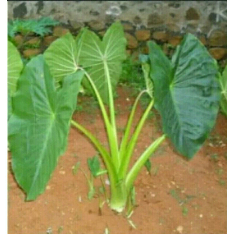 bibit pohon talas bogor