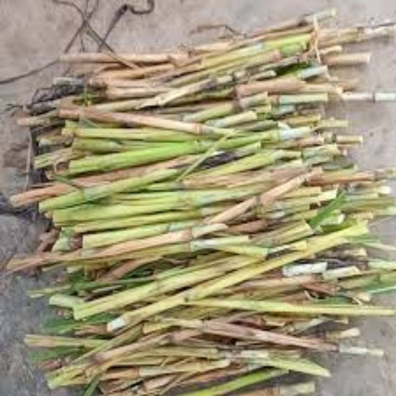 bibit bionutris BB biogen