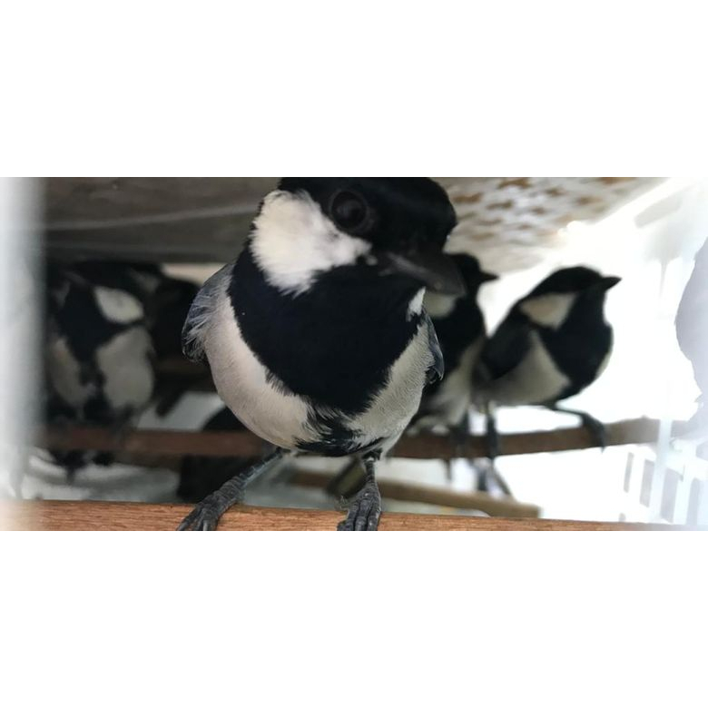 Gelatik batu sudah purtotal