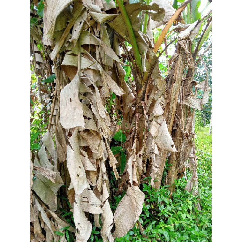 Daun pisang kering pakan jangkrik 1 kg