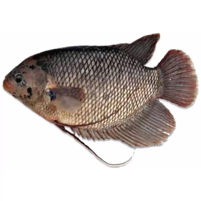 Ikan Gurame Segar