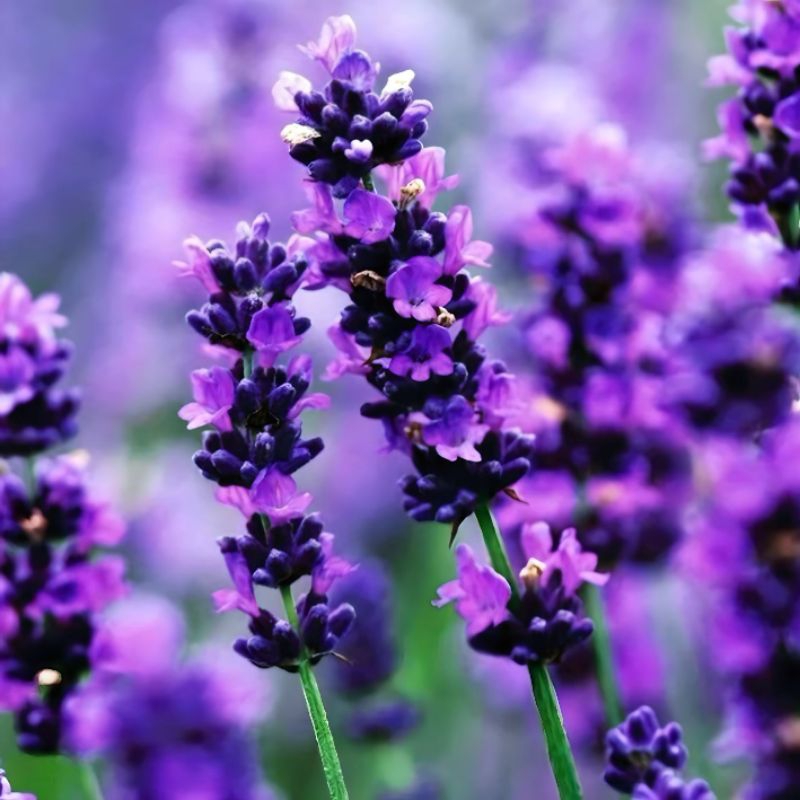 Bibit Tanaman Lavender, Herbal Pengusir Nyamuk Alami Plus Aroma Terapi Siap Tanam