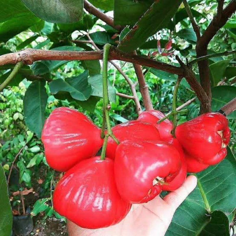 Bibit Tanaman Jambu Air Red Taiwan Tinggi 1 Meter Up Batang Besar Dan Rimbun Cepat Berbuah