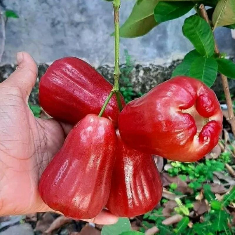 Bibit Tanaman Jambu Air Kusuma Merah Tinggi 1 Meter Up Batang Besar Dan Rimbun Cepat Berbuah