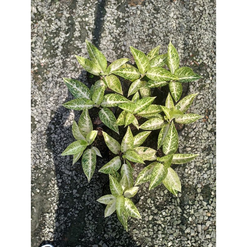 Aglonema White Legasi/Aglonema Legasi putih