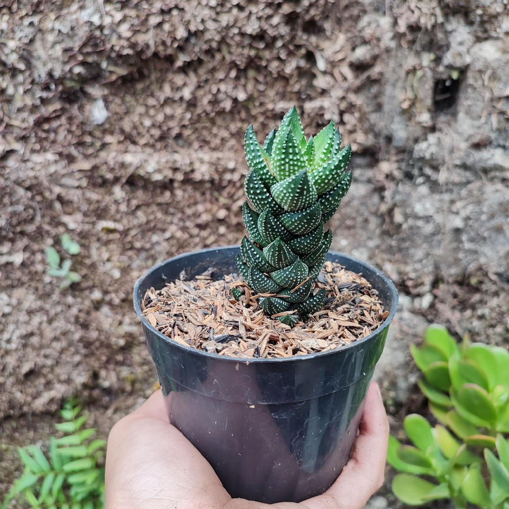 Haworthia Reinwardtii African Pearls | DP 10 Cm | Haworthia