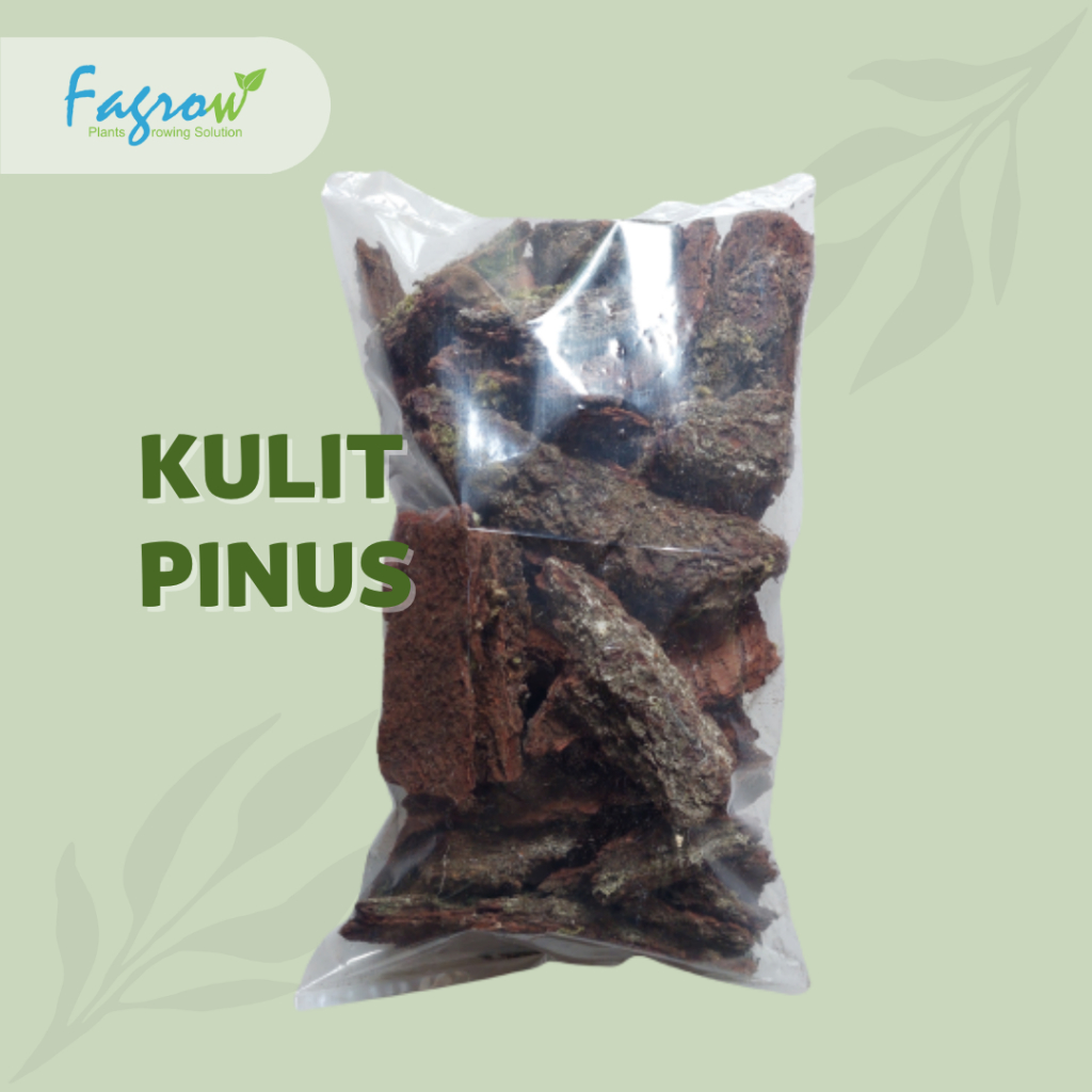Pine Bark | Kulit Pinus