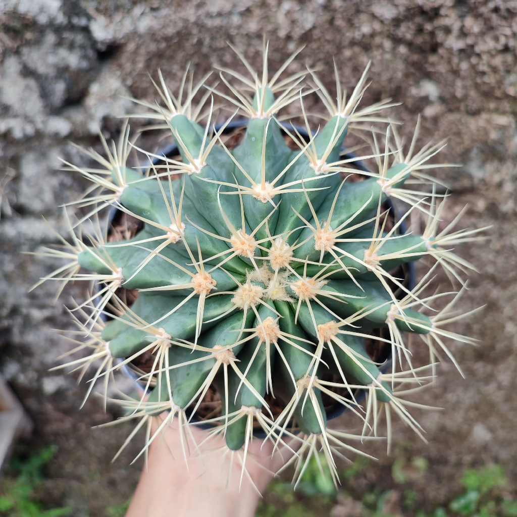 Ferocactus Glaucescens | DP 15 Cm | Kaktus