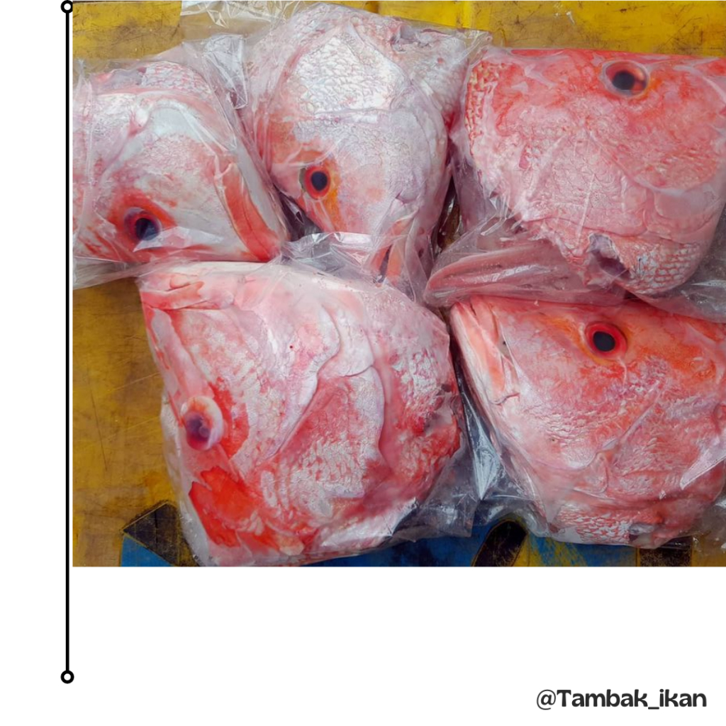 

Kepala ikan kakap merah segar 1KG