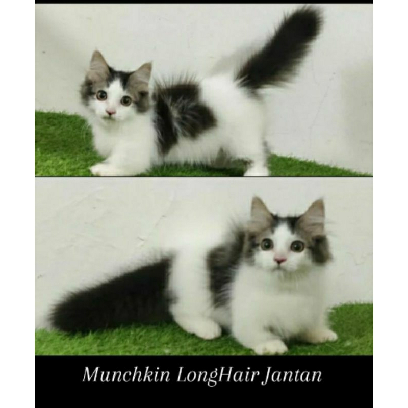 Kucing kitten Munchkin Jantan
