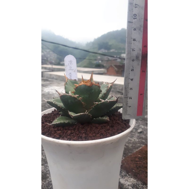 Agave fo 76 remaja