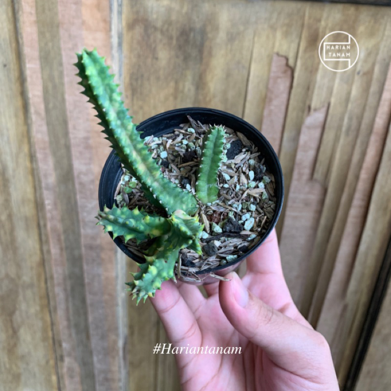 Kaktus / Sukulen hiasan Hidup