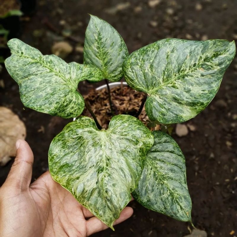 Philodendron Sodiroi variegata / Philo sudiroi varigata / pilo sudiroy sodiroy var