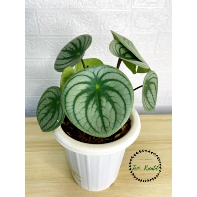 Peperomia Watermelon Silver Bangkok (Daun Besar)