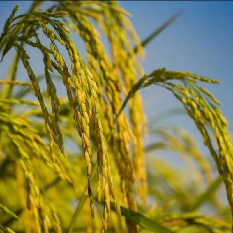 1KG Benih Bibit Padi Ciherang Murah Super Unggulan