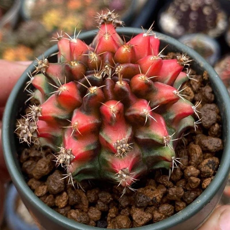 Kaktus Gymno Darth Maul