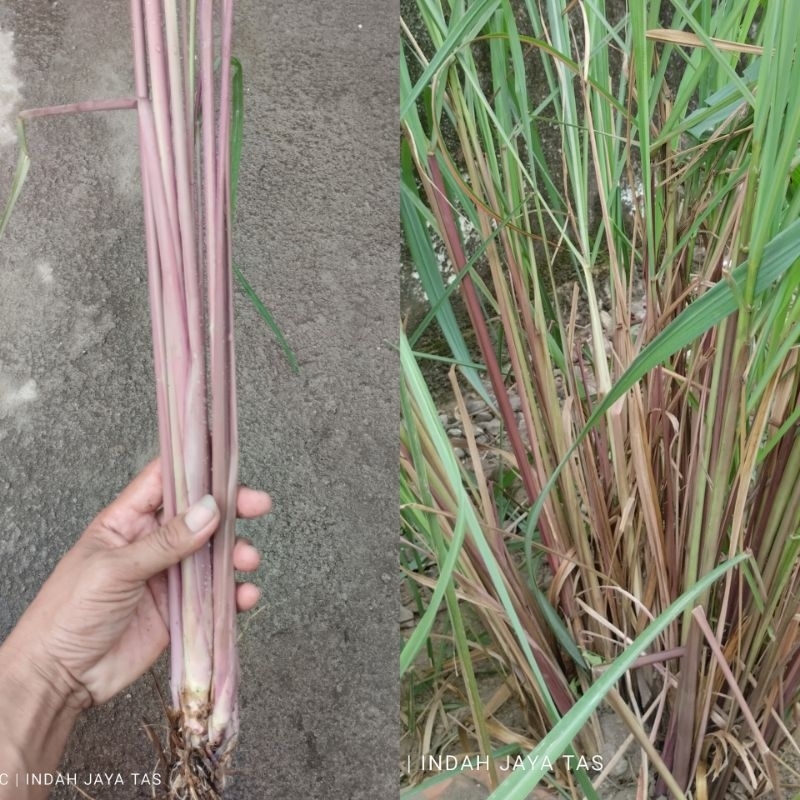 bibit serai merah, serai herbal
