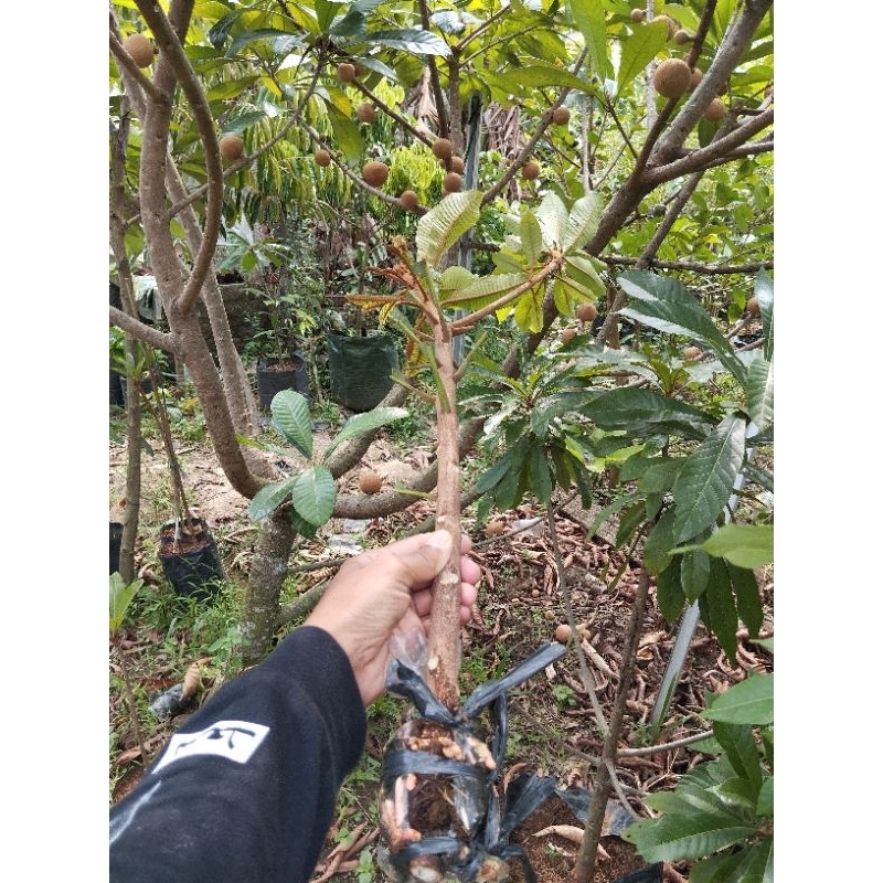 fres cangkok Mamey Sapote MAGANA