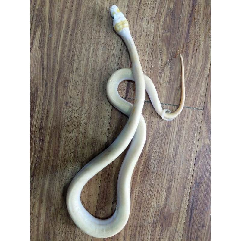 IVORY RETIC HET ALBINO