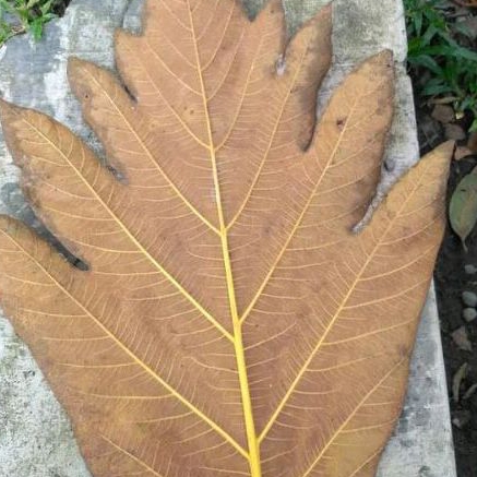 

Daun sukun kering paket 500 gram