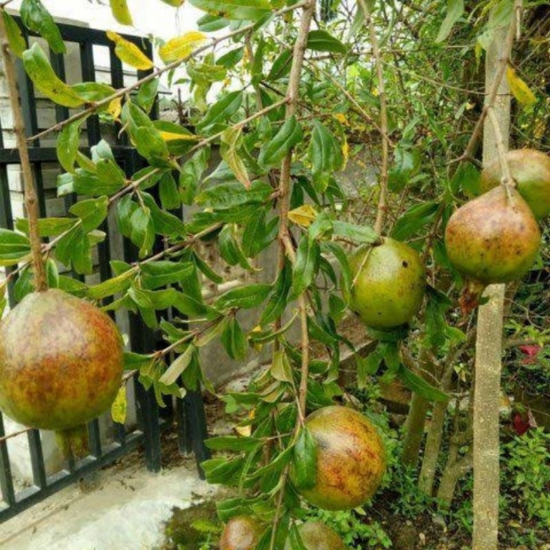 Buah delima 1kg