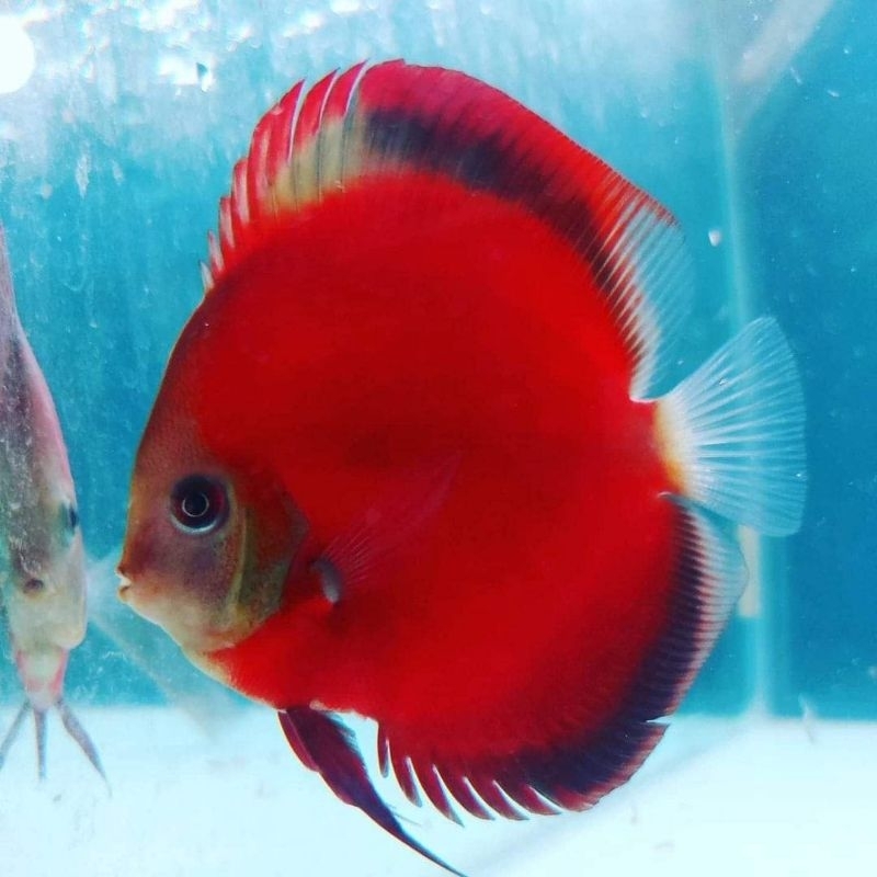 Red Melon Discus 1 inch Full Pelet