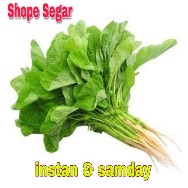 

Sayur Bayam Segar 1 ikat