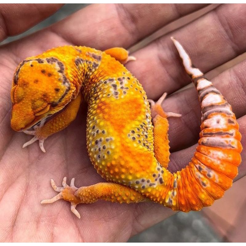 Leopard Gecko MYSTERY BOX Peliharaan Sangat Cocok Untuk anak-anak. dewasa. lansia