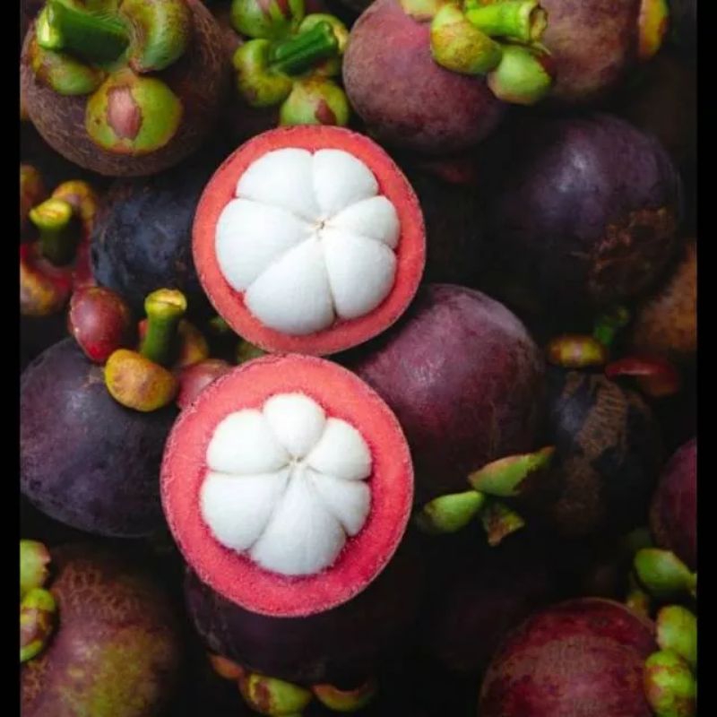 

Buah manggis 500gr